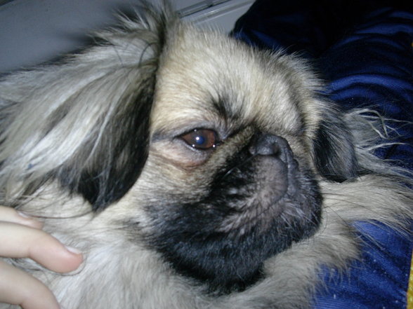 Unser HuNd - 