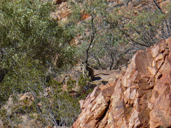 ayres rock, kata tuja, alice springs... - 