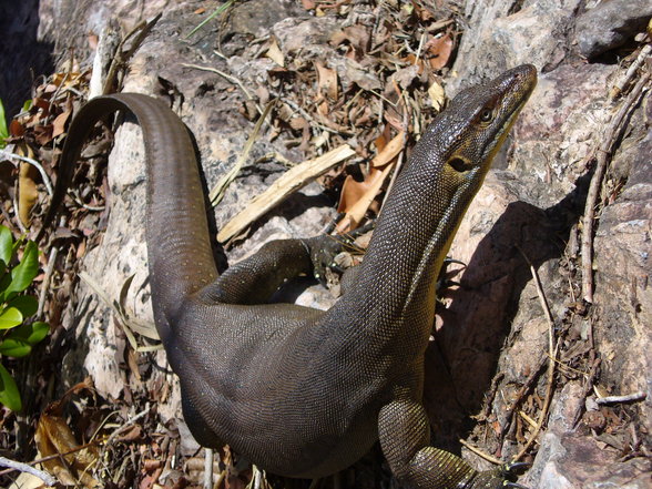 kakadu nationalpark, darwin - 