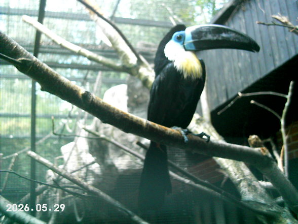 Sonntagsausflug im Tierpark Schmiding! - 