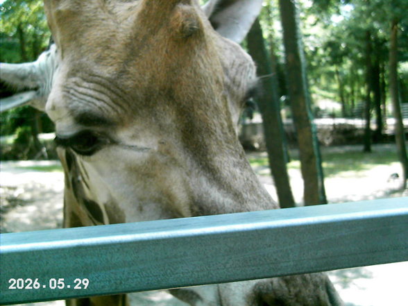 Sonntagsausflug im Tierpark Schmiding! - 