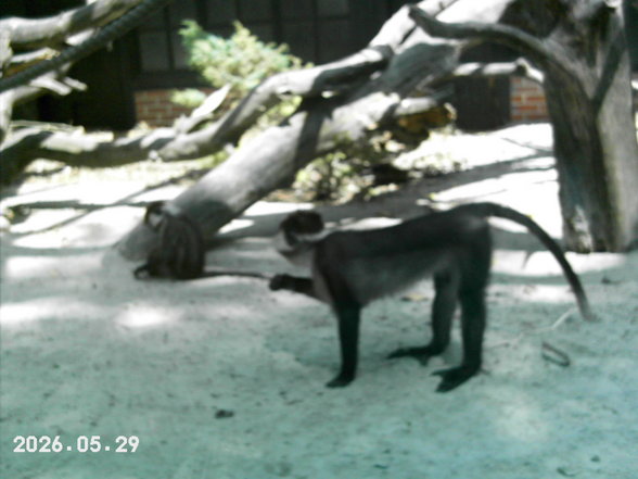 Sonntagsausflug im Tierpark Schmiding! - 