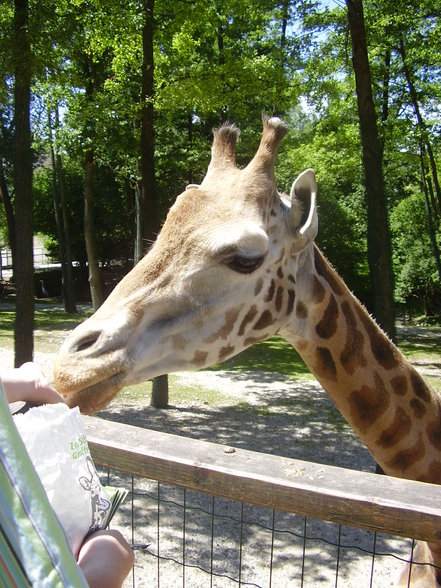 Sonntagsausflug im Tierpark Schmiding! - 