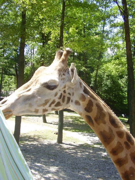 Sonntagsausflug im Tierpark Schmiding! - 