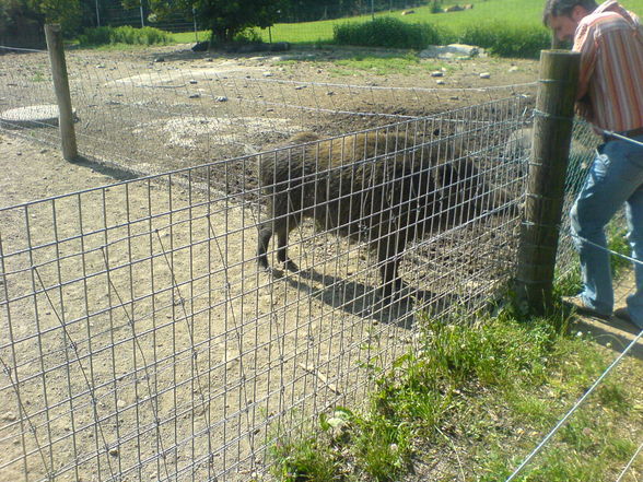 Tierpark - 