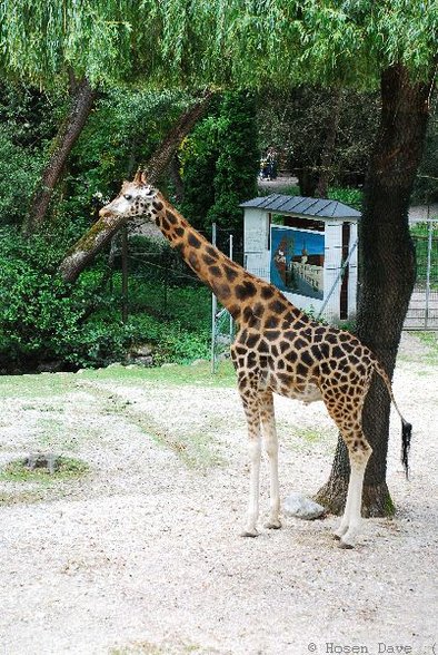 04.August 2007: Zoo Schmiding - 