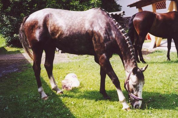 Best horse ever - in memoriam - Joker - 