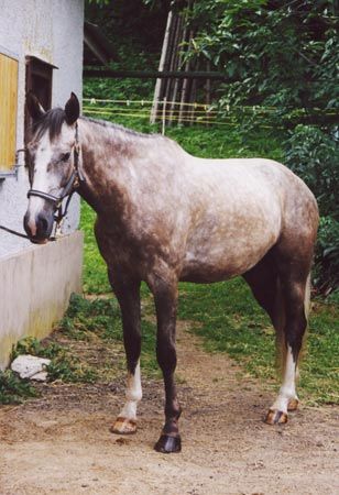 Best horse ever - in memoriam - Joker - 