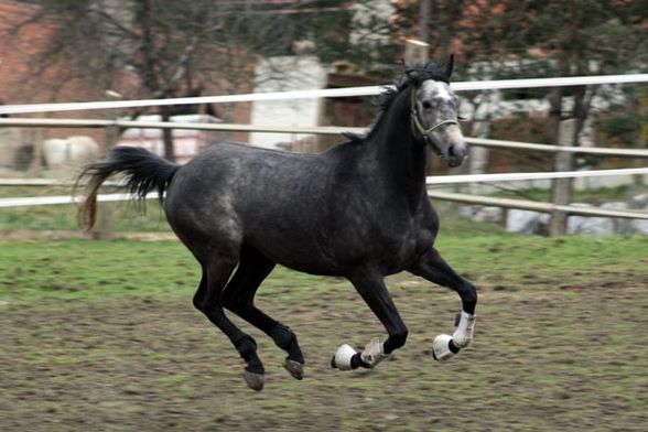 Leo - ersten paar Fotos:-) - 