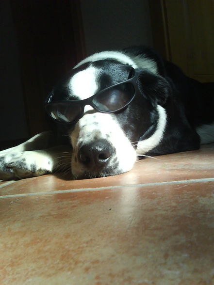 Mein Hund mit SONNENBRILLE!!!!!!! - 