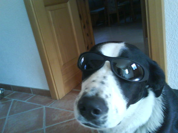 Mein Hund mit SONNENBRILLE!!!!!!! - 