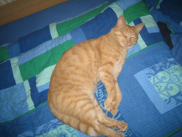 My cat new - 