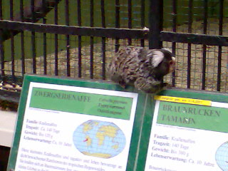 Besuch in Schönbrunn - 