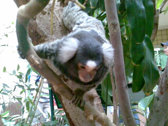 Besuch in Schönbrunn - 