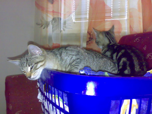 My Cat's - 