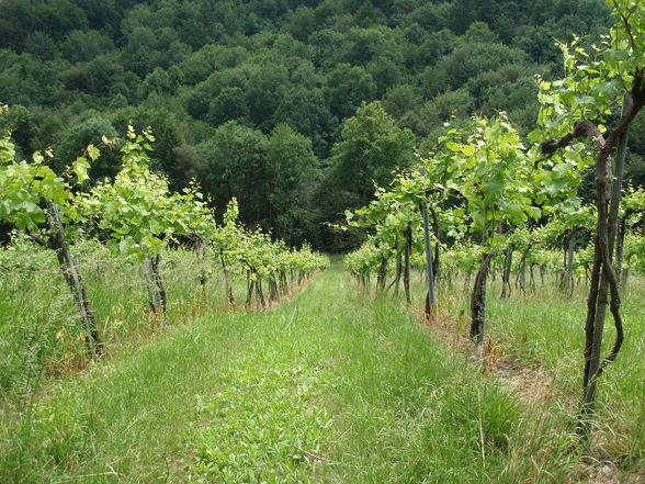 Weinkosten in der Steiermark - 