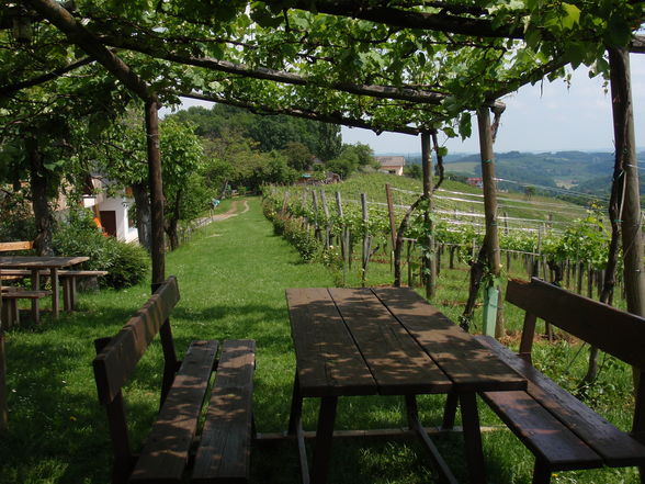 Weinkosten in der Steiermark - 