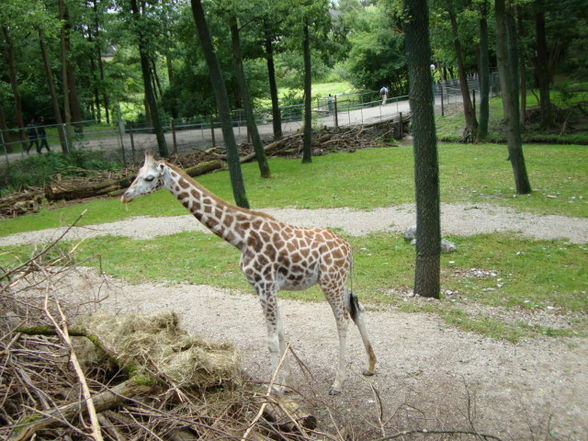 Tierpark Schmiding - 