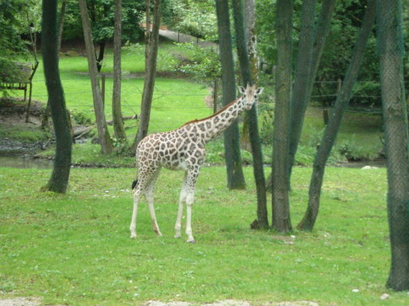 Tierpark Schmiding - 