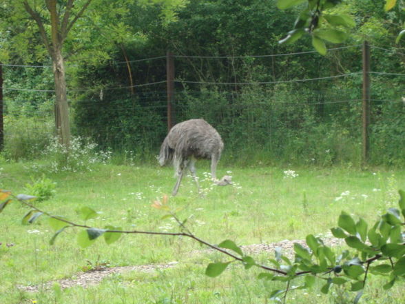 Tierpark Schmiding - 