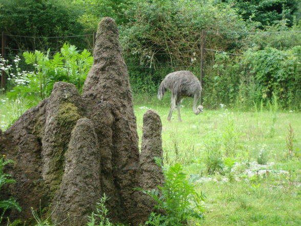 Tierpark Schmiding - 