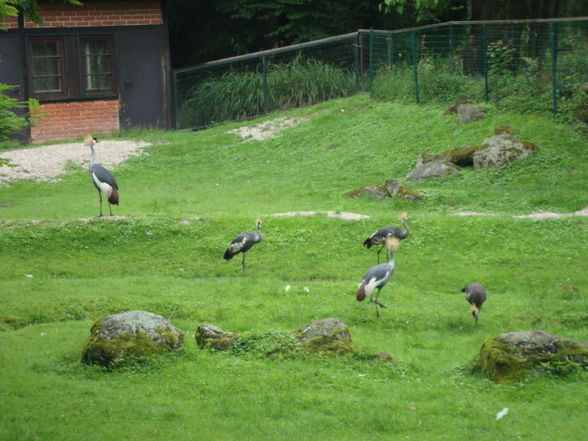 Tierpark Schmiding - 