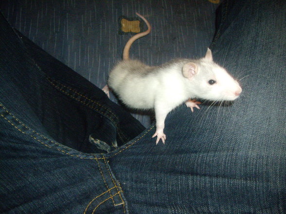 meine ratten !!!!!!!! - 