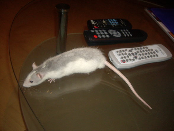 meine ratten !!!!!!!! - 