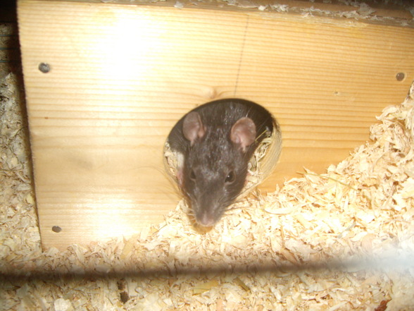 meine ratten !!!!!!!! - 