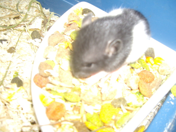 meine ratten !!!!!!!! - 