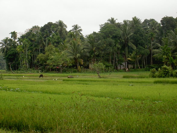 SRI LANKA 2008 - 