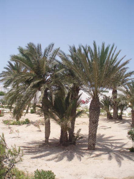 Urlaub in Djerba und Kärnten - 