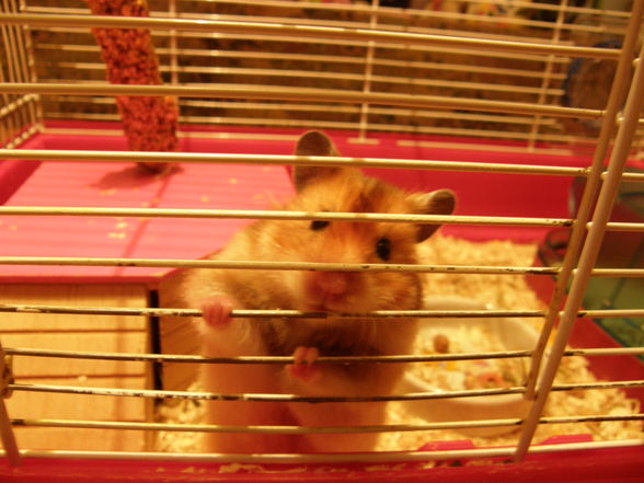 mY  hAmStEr  Bärliii - 