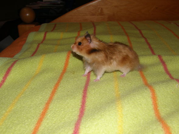 mY  hAmStEr  Bärliii - 