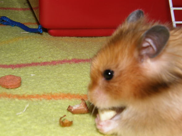 mY  hAmStEr  Bärliii - 