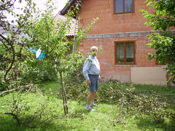 Bäume umschneiden - 