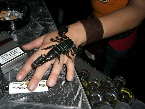 Starlight  Mr.Xtrem Scorpion 11-08-07 - 