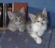 katzen - 