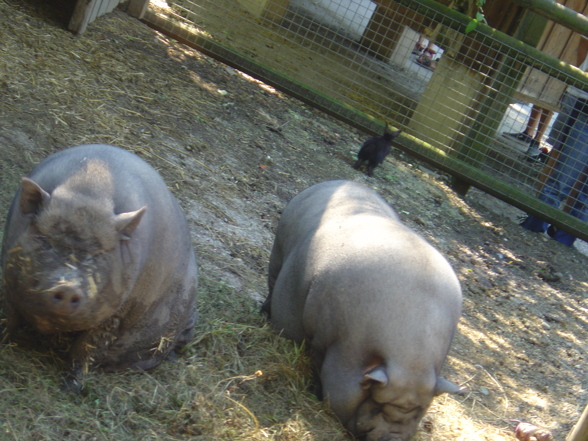 Tierpark Haag - Ferienpassaktion - 