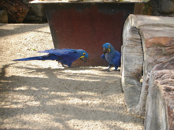 Schönbrunn - 