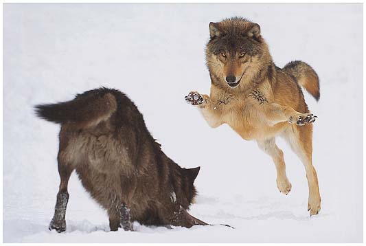 Hunde&Wölfe - 