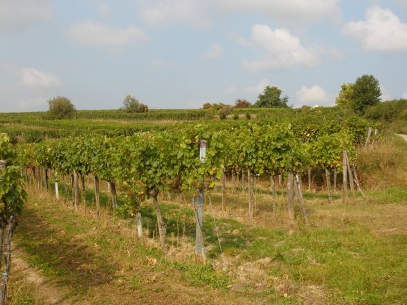 Somm. ausflug zum Waldschütz im Kam - 