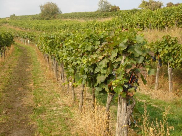 Somm. ausflug zum Waldschütz im Kam - 