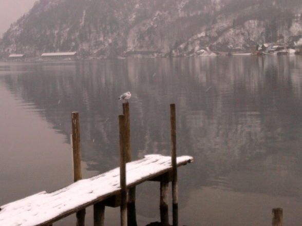 bissi Traunsee - 