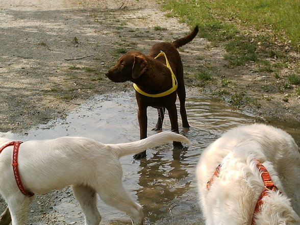 Pebbles zieht bei uns ein - 