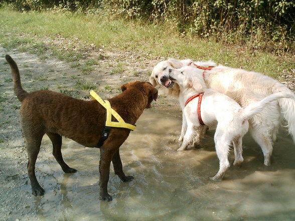 Pebbles zieht bei uns ein - 