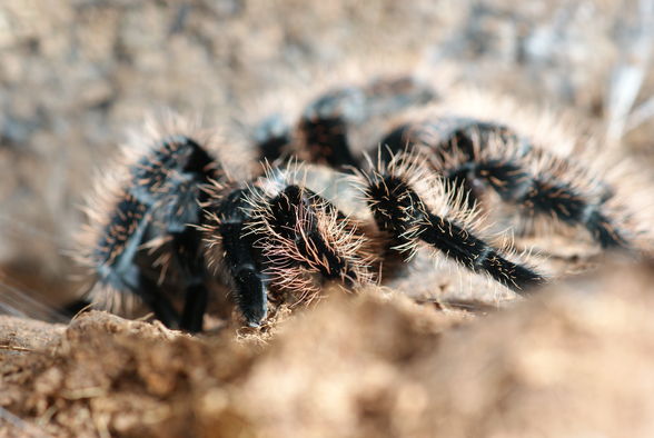 Vogelspinnen - 