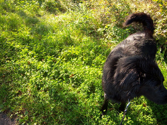 ?Mein Hund? - 