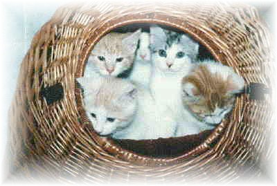 katzen - 