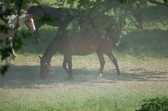 Mein Pferd Wanda - 